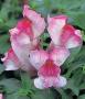 Seminte profesionale Antirrhinum majus - Gura leului - imagine 49073